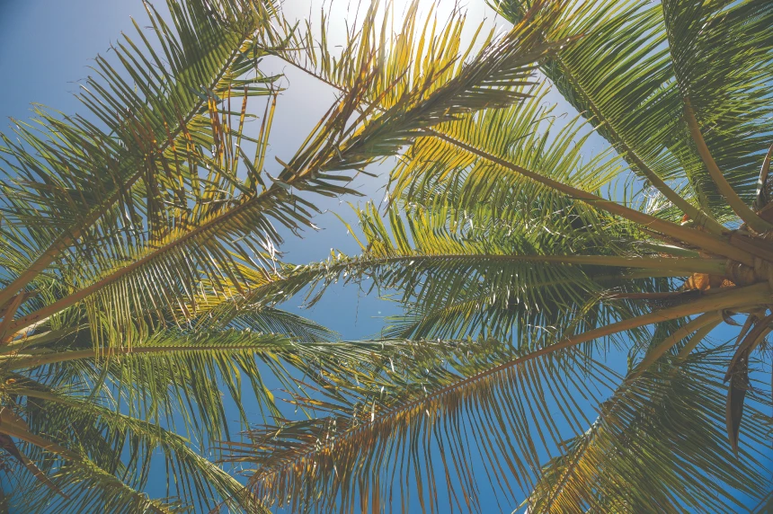 Photo looking up into palm trees on a tropical island.
